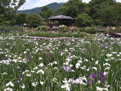 🌼 야마토 중앙공원 창포원 (야마토추오코엔 하나쇼부엔)